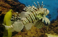 无限拨打短信软件